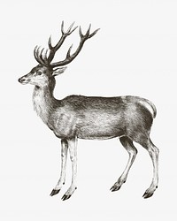 Deer vintage illustration