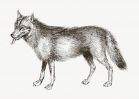 Wolf vintage illustration, animal drawing psd