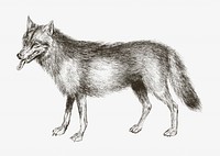 Wolf vintage illustration