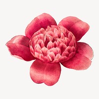  Red Anemone Camellia flower botanical  collage element psd