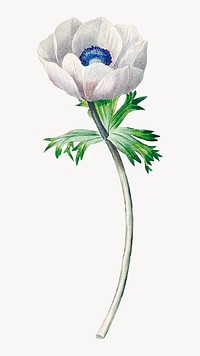 Anemone flower botanical image element
