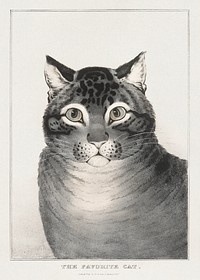 The Favorite Cat (1838&ndash;48) Lithographed by Nathaniel Currier. Original public domain image from The MET Museum. Digitally enhanced by rawpixel.