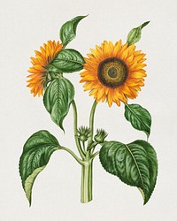 Helianthus annuus (common sunflower) (1649 &ndash; 1659), by Maria Sibylla Merian. Original public domain image from State Museum of Art. Digitally enhanced by rawpixel.