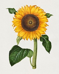 Helianthus annuus (common sunflower) (1649 – 1659), by Maria Sibylla Merian. Original public domain image from State Museum of Art. Digitally enhanced by rawpixel.