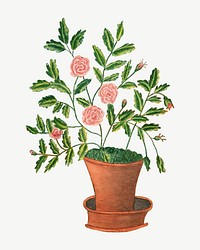 Potted rose flower, vintage botanical illustration psd by Sarah P. Wells. Remixed by rawpixel.