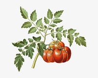 Tomato watercolor illustration element. Remixed from Maria Sibylla Merian artwork, by rawpixel.