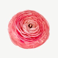 Pink ranunculus flower  collage element