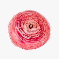 Pink ranunculus flower  isolated image on white
