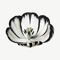 Tulip flower  vintage botanical  collage element psd