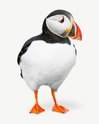 Puffin bird image graphic psd