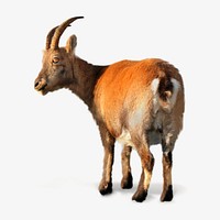 Mountain goat, isolated design