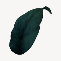 Vintage dark green leaf illustration psd