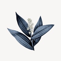 Vintage blue plant, Indian lily flower illustration psd