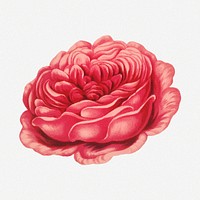 Blooming red rose, vintage flower psd