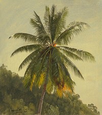 Study of Palm Tree, Jamaica. Original public domain image from Smithsonian. Digitally enhanced by rawpixel.