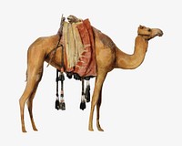 Camel, vintage animal illustration by John Frederick Lewis.  Remixed by rawpixel. 