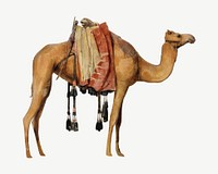 Camel, vintage animal illustration by John Frederick Lewis psd.  Remixed by rawpixel. 