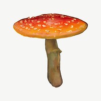 Fly agaric mushroom, vintage botanical illustration by Torsten Wasastjerna psd.  Remixed by rawpixel. 