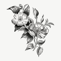 Vintage flower, botanical illustration by Currier & Ives psd.  Remixed by rawpixel. 
