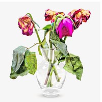 Dried flower vase image on white