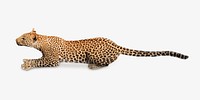 Free leopard image, public domain wild animal CC0 photo. on white
