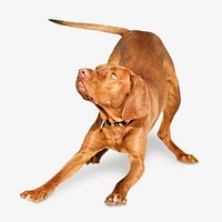 Brown dog, isolated design on white