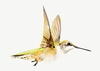 Flying hummingbird design element psd