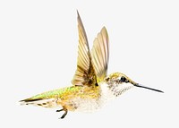 Flying hummingbird, isolated image