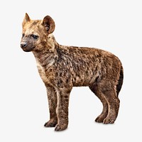 Hyena puppy, isolated design