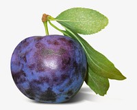 Purple prune, isolated image