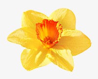 Yellow orchid flower Isolated image