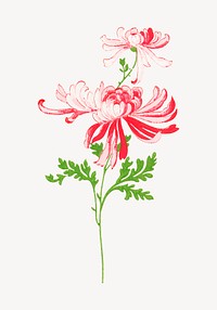 Vintage chrysanthemum flower aesthetic psd