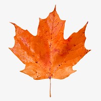 Autumn maple leaf collage element