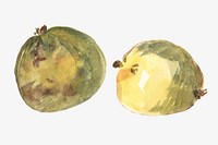 Watercolor green apples  collage element. Remixed by rawpixel.