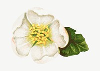 White helleborus niger flower, vintage illustration psd. Remixed by rawpixel.