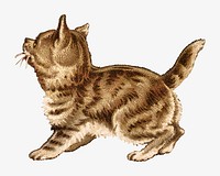 Vintage kitten, pet illustration. Remixed by rawpixel.