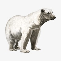 Polar bear vintage illustration. Remixed by rawpixel. 