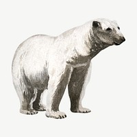 Polar bear  collage element, vintage illustration psd. Remixed by rawpixel. 