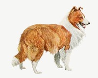 Rough Collie dog  collage element, vintage illustration psd. Remixed by rawpixel. 