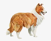 Rough Collie dog vintage illustration. Remixed by rawpixel. 