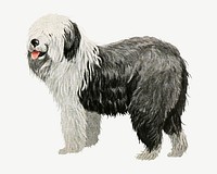 Old English Sheepdog  collage element, vintage illustration psd. Remixed by rawpixel. 