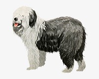 Old English Sheepdog vintage illustration. Remixed by rawpixel. 