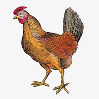 Hen vintage illustration. Remixed by rawpixel. 