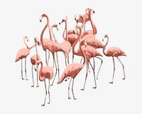 Flamingo birds vintage illustration. Remixed by rawpixel. 