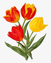 Vintage tulips flower chromolithograph art. Remixed by rawpixel. 