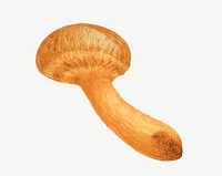 Orange mushroom, vintage botanical illustration by James Sowerby psd. Remixed by rawpixel.