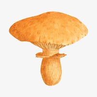 Orange mushroom, vintage botanical illustration by James Sowerby. Remixed by rawpixel.