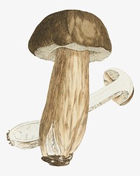 Mushroom, vintage botanical illustration by James Sowerby. Remixed by rawpixel.