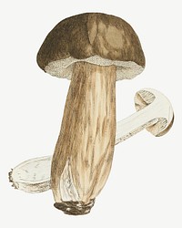 Mushroom, vintage botanical illustration by James Sowerby psd. Remixed by rawpixel.