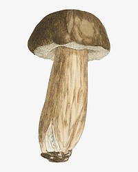 Mushroom, vintage botanical illustration by James Sowerby. Remixed by rawpixel.